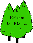 Balsam Fir