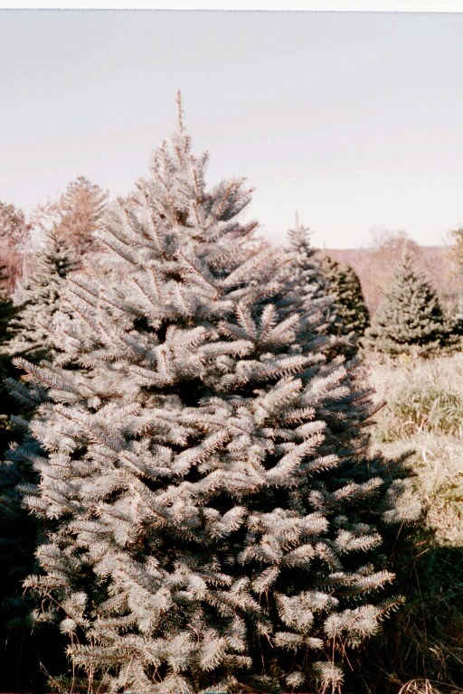 spruce.jpg (58424 bytes)